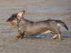 wire-haired-dachshund breeders