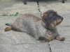 wire-haired-dachshund owners