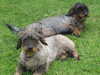 wire-haired-dachshund stud-dogs