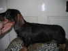 wire-haired-dachshund puppies
