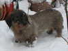 wire-haired-dachshund results
