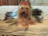 yorkshire-terrier breeders