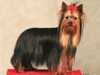 yorkshire-terrier stud-dogs