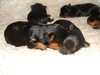 yorkshire-terrier puppies