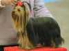yorkshire-terrier results