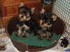yorkshire-terrier clubs