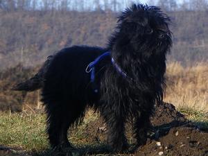 affenpinscher picture