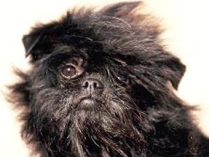 affenpinscher picture