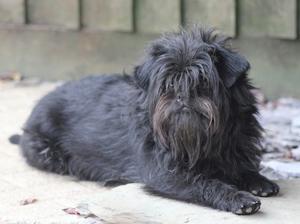 affenpinscher picture