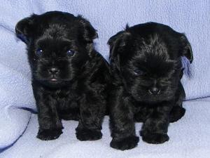 affenpinscher picture