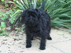 affenpinscher picture