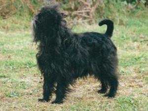 affenpinscher picture