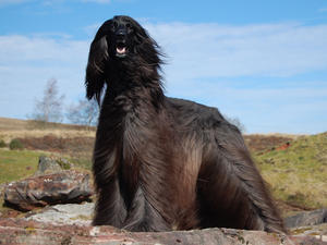 afghan-hound picture