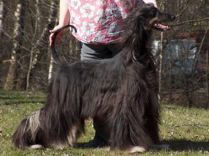 afghan-hound picture