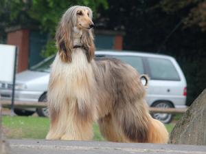 afghan-hound picture