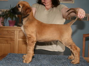 afghan-hound picture