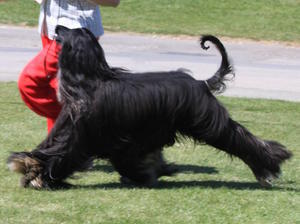afghan-hound picture