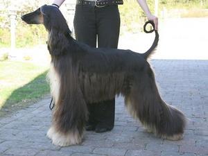 afghan-hound picture