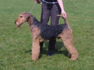 airedale-terrier picture