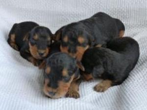 airedale-terrier picture