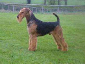 airedale-terrier picture