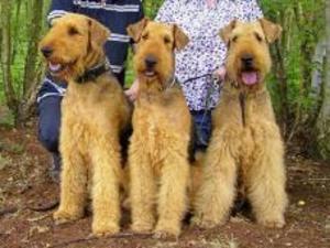 airedale-terrier picture