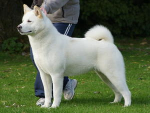 akita picture