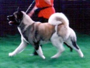 akita picture