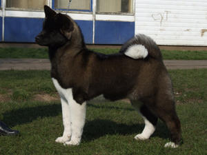 akita picture