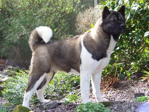 akita picture