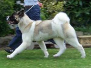 akita picture
