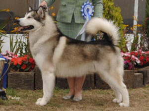 alaskan-malamute picture
