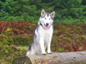 alaskan-malamute picture