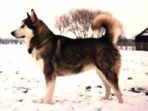 alaskan-malamute picture