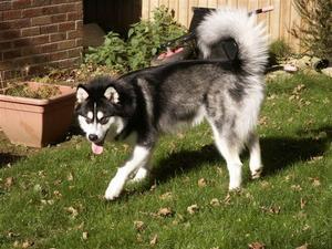 alaskan-malamute picture