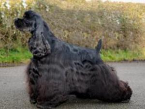 american-cocker-spaniel picture