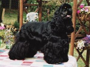american-cocker-spaniel picture