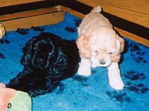 american-cocker-spaniel picture