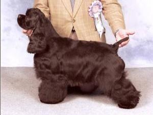 american-cocker-spaniel picture