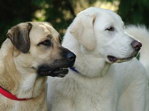 anatolian-shepherd-dog picture