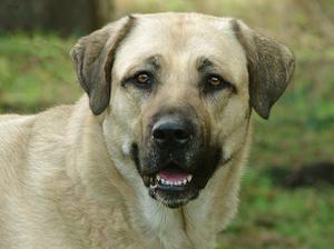 anatolian-shepherd-dog picture