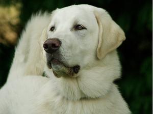 anatolian-shepherd-dog picture