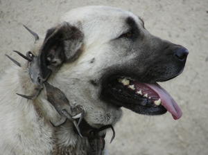 anatolian-shepherd-dog picture