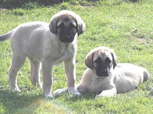 anatolian-shepherd-dog picture