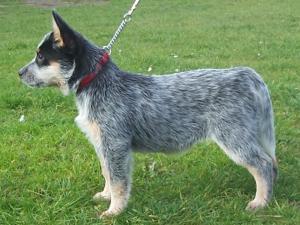 australian-cattle-dog picture
