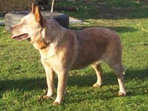 australian-cattle-dog picture