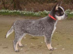 australian-cattle-dog picture