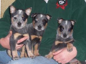 australian-cattle-dog picture