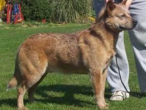 australian-cattle-dog picture