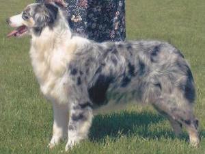 australian-shepherd picture
